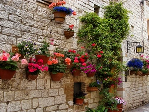 begonia, wall, geraniums, Flowers, house, petunias, pots
