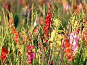 Flowers, gladioli