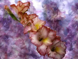 gladiolus, graphics, Colourfull Flowers