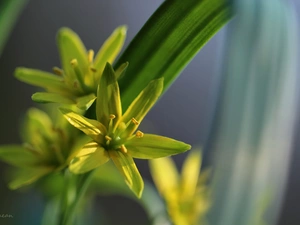 Spring, Yellow gold plating, Flowers