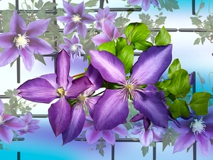 graphics, purple, Clematis, Flowers