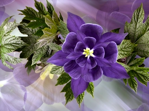 columbine, Leaf, Colourfull Flowers, Violet, graphics