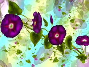graphics, bindweed, leaves, Flowers
