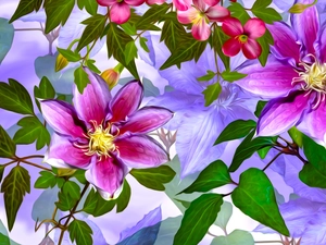 graphics, Clematis, leaves, Flowers