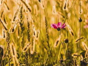 Colourfull Flowers, grass, Ears, Cosmos