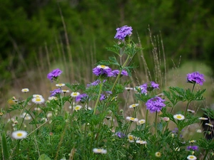 Meadow, purple, Flowers, daisies