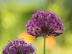 Allium, Flowers, Green Background, purple