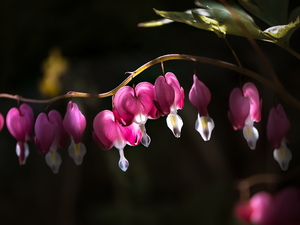 Flowers, Bleeding Heart