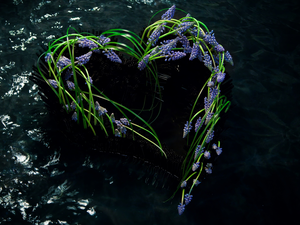 Heart, Muscari, water, Flowers