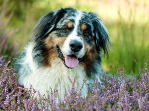 Flowers, heather, pastoral, Australian Shepherd, dog