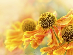 Helenium, Close, Colourfull Flowers