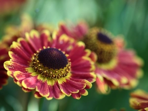 Helenium Hybridum, Colourfull Flowers