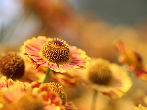 Colourfull Flowers, Helenium Hybridum, rapprochement