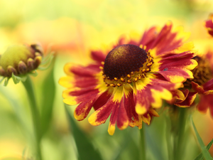 Colourfull Flowers, Helenium Hybridum, Red