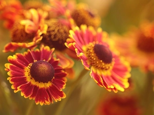 Helenium Hybridum, Red, Flowers
