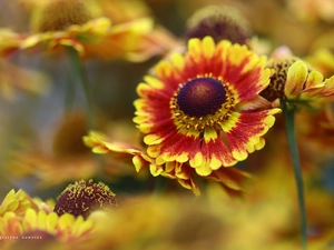 Helenium, Flowers