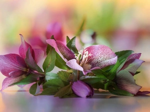 Flowers, Helleborus