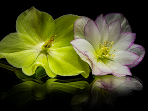 Helleborus, Two cars, Flowers