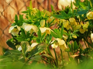 Flowers, Yellow, Helleborus