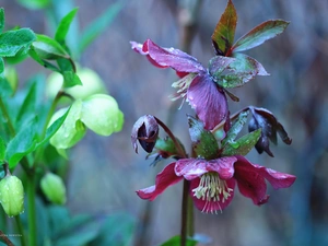 Helleborus, Flowers