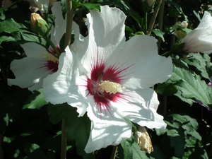 hibiskus, nature, Colourfull Flowers