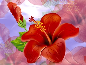 Colourfull Flowers, hibiskus, graphics, Red