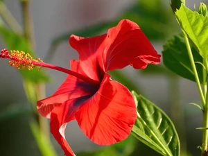 Colourfull Flowers, hibiskus, Leaf, Red