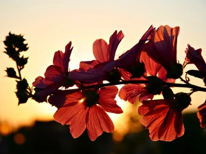 Hollyhocks, Sky, dawn, Flowers