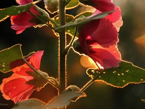 Flowers, Pink, Hollyhocks