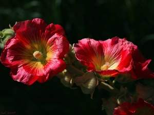 Flowers, Red, Hollyhocks