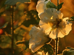 Flowers, White, Hollyhocks