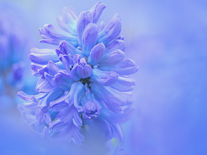 Colourfull Flowers, hyacinth, rapprochement, blue