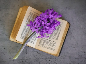 hyacinth, Book, Colourfull Flowers