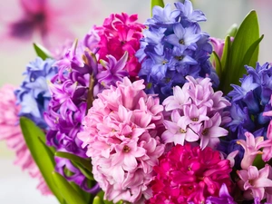Flowers, hyacinth