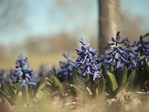 Flowers, Blue, Hyacinths