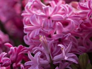 Flowers, Pink, Hyacinths