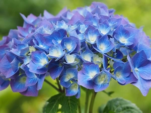 Colourfull Flowers, hydrangea, Leaf, blue