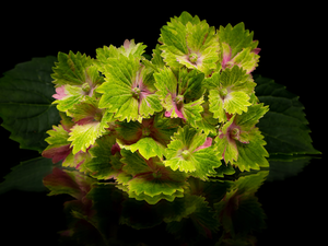 hydrangea, Green, Colourfull Flowers