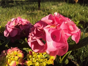 Pink, Hydrangea garden, Flowers