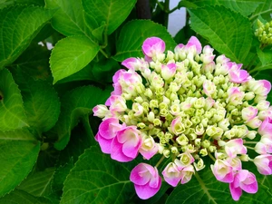 Colourfull Flowers, hydrangea, Leaf, Pink