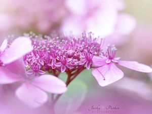 Colourfull Flowers, hydrangea, rapprochement, Pink