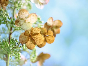 hydrangea, Flowers