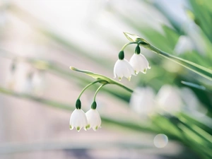inclined, Leucojum, White, Flowers