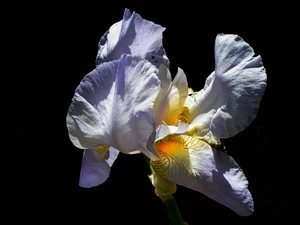 iris, nature, Colourfull Flowers