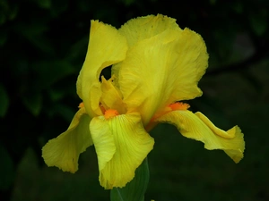 iris, nature, Colourfull Flowers