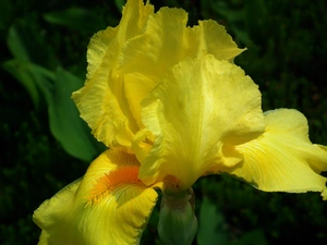 iris, nature, Colourfull Flowers