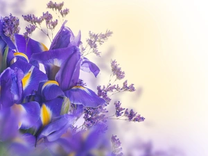 Flowers, Irises