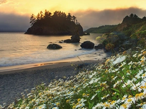 Island, Beaches, Flowers, Coast