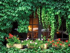 Flowers, Window, ivy