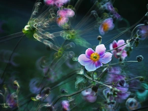 Bokeh, Japanese anemone, Flowers